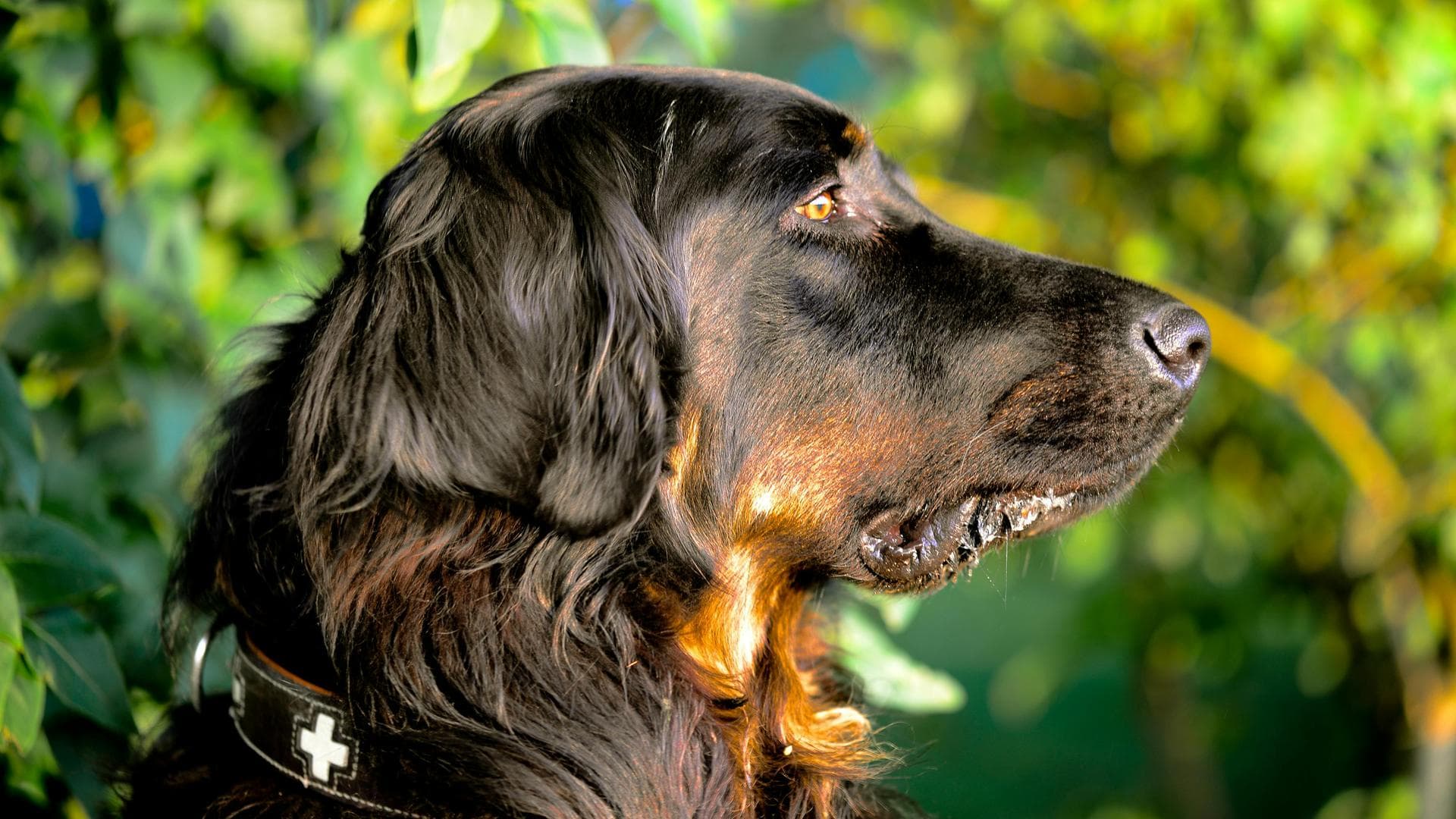 Specialist Vets in Mount Pleasant