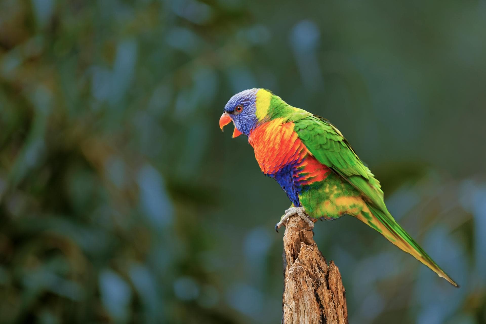 Specialist Vets in Mount Pleasant